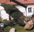 5. Při sázení stromu  do hotové zahrady je třeba zvláštní opatrnosti. (cedr - Cedrus atlantica) 