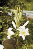 Lilie bělostná (lilium candidum), botanický druh 
