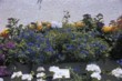 Jiná efektní sestava: purpurová surfinie, Scaevola saligna Blue Wonder, Ageratum houstonianum (modrý nestařec)