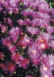  Lampranthus persii 