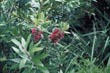 Callistemon comboyensis - pochází ze střední části východního pobřeží, pěstuje se pro květy v létě a na podzim, nenáročný keř.