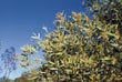 Acacia Georginae