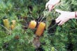Banksia spinulosa