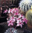 Graotopetalum belium