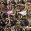 Gymnocalycium mihanovichii