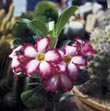 Adenium obesum