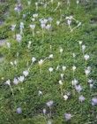  Pro rozrůstání je zdaleka nejvhodnější šafrán tmavokvětý (Crocus tommasinianus) 