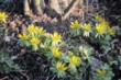  Talovin (Eranthis hiemalis) u nás zdomácněl. 