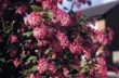  Meruzalka krvavá (Ribes sanguineum) 