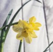  Narcis Jonquila 