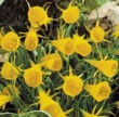 Narcis Bulbocodium Conspicuus 