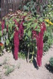  Každý koutek v zahradě je využit. Tady se o efekt stará laskavec (Amaranthus). 