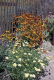  Chrysanthemum, vzadu Heliopsis, typické staré květiny venkovských zahrádek. 