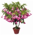  Datura (durman) je velmi jedovatá rostlina, která získává na oblibě pro své omamně vonící zvoncové květy. 