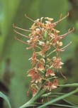  Hedychium přezimuje se ztlustlými oddenky pod půdou v chladu a tmě. Oddenky voní výrazně po zázvoru, rostlině se přezdívá okrasný zázvor 