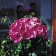  Pelargonium zonale Sprinter 