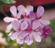  Detail květenství převislé pelargonie 