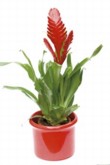  Vrisea psittacina 