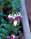  Deep Purple 