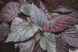 Begonia "Red Baron"