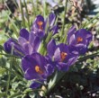  Krokus 