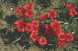  Atraktivní tulipán Linifolia 