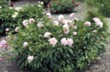  Paeonia lactiflora - bylinná pivoňka „Lady Anna“ 