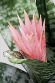  Aechmea fasciata 