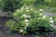  Paeonia suffruticosa - dřevitá pivoňka 