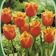  Tulipán Lambada 