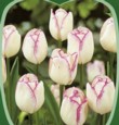  Tulipán Shirley 