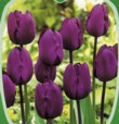  Tulipán Negrita 