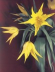  Tulipán žlutý (liliokvěté) 