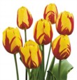  Tulipán Vlammenspel 