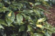  Aukuba (Aucuba japonica) je choulostivější, hodí se jen do chráněných míst - třeba atrií v teplejších oblastech 