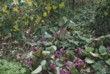  Trvalka bergénie (Bergenia cordifolia) kvete od časného jara a její kožovité listy bez problémů přežívají zimu. Větvičky dřevité třezalky (Hypericum calycinum) můžete zjara zmladit. V pozadí je rozkvetlá mahónie 