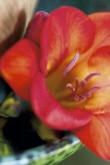  Frézie (Freesia) - detail 