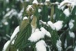  Kalilny vrásčitolisté (Viburnum rhytidophyllum) mají velké kožovité listy. Nenáročný keř dorůstá až 2,5 metru 