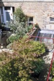  Jednou z nejvhodnějších dřevin do velkých květináčů je japonský javor (Acer palmatum). Má řadu kultivarů s listím zeleným, červeným i žlutým 