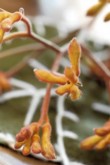  Australský Anigozanthos („klokaní tlapky“) je oblíbenou řezanou květinou 
