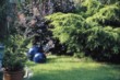  Červenolistá ruj (Cotinus coggygria) a jalovec čínský (Juniperus chinensis 'Pfitzeriana Aurea') 