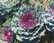  Okrasná kapusta Rose Boquet 