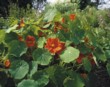  Lichořeřišnice (Tropaeolum) 
