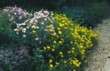  Okraj záhonu nebo cesty ozdobí polštáře plazivých skalniček: růžový hvozdík (Dianthus sp.), mateřídouška (Thymus) a žlutý devaterník (Helianthemum) 