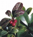  Libavka poléhavá (Gaultheria procumbens) má temně zelené lesklé listy, které velice hezky kontrastují s korálky plodů 