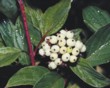  Svída výběžkatá (Cornus stolonifera) 