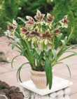  Hippeastrum hybride Papillio, obvod cibule 20 cm, cena 455 Kč, BAKKER HOLLAND 