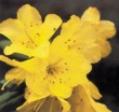 Rhododendron „Remo“ 