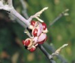  Málokdo zná plodenství magnolií - vypadá jako dužnatá šiška s červenými nebo černými semeny 