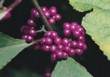  Exoticky působí drobné fialové kuličky krásnoplodky Bodinierovi (Callicarpa bodinieri). Hodí se i k řezu, plody vydrží ve váze až několik týdnů 